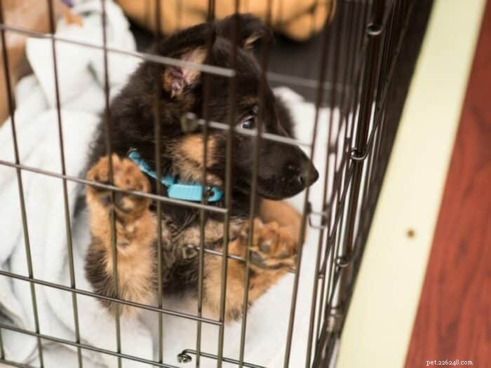 Sudden Crate Crying? 5 Common Causes & How to Calm Your Dog at Night