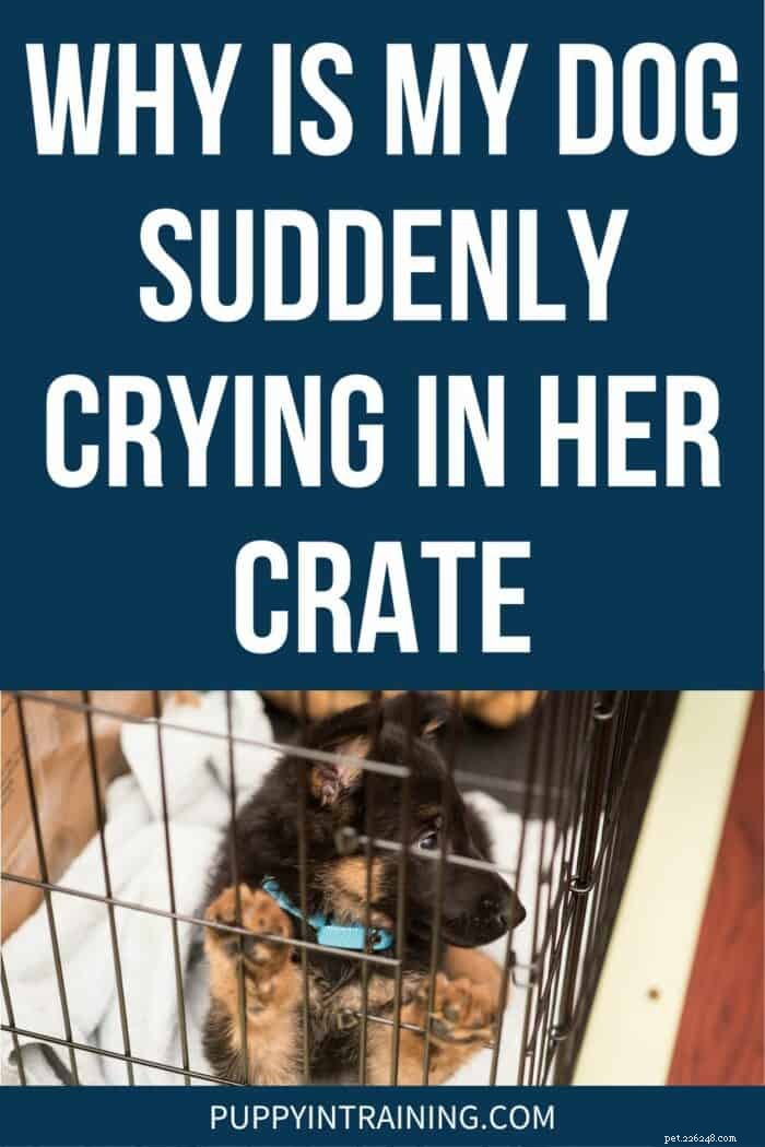 Sudden Crate Crying? 5 Common Causes & How to Calm Your Dog at Night