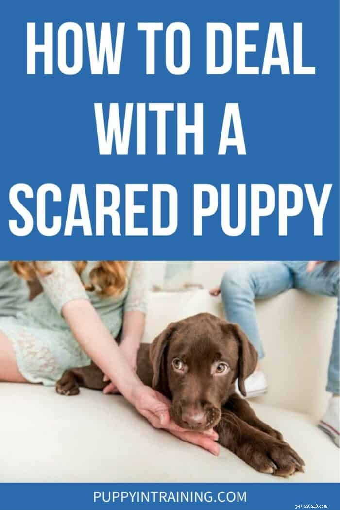 Build Confidence in Your Fearful Puppy: Proven Steps for a Braver, Happier Companion
