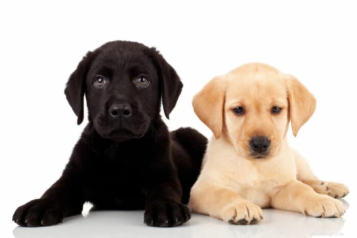 Golden Retriever vs Labrador: 8 Key Breed Differences to Help You Choose