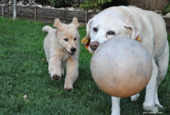 Golden Retriever vs Labrador: 8 Key Breed Differences to Help You Choose