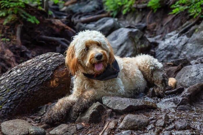 Goldendoodles vs. Bernedoodles: 6 Key Differences to Help You Choose