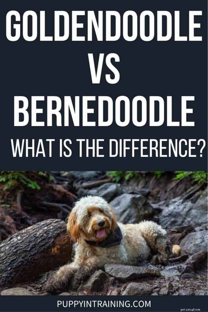 Goldendoodles vs. Bernedoodles: 6 Key Differences to Help You Choose