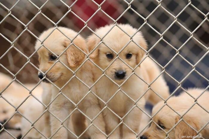Understanding Puppy Mills: How to Spot and Avoid Them