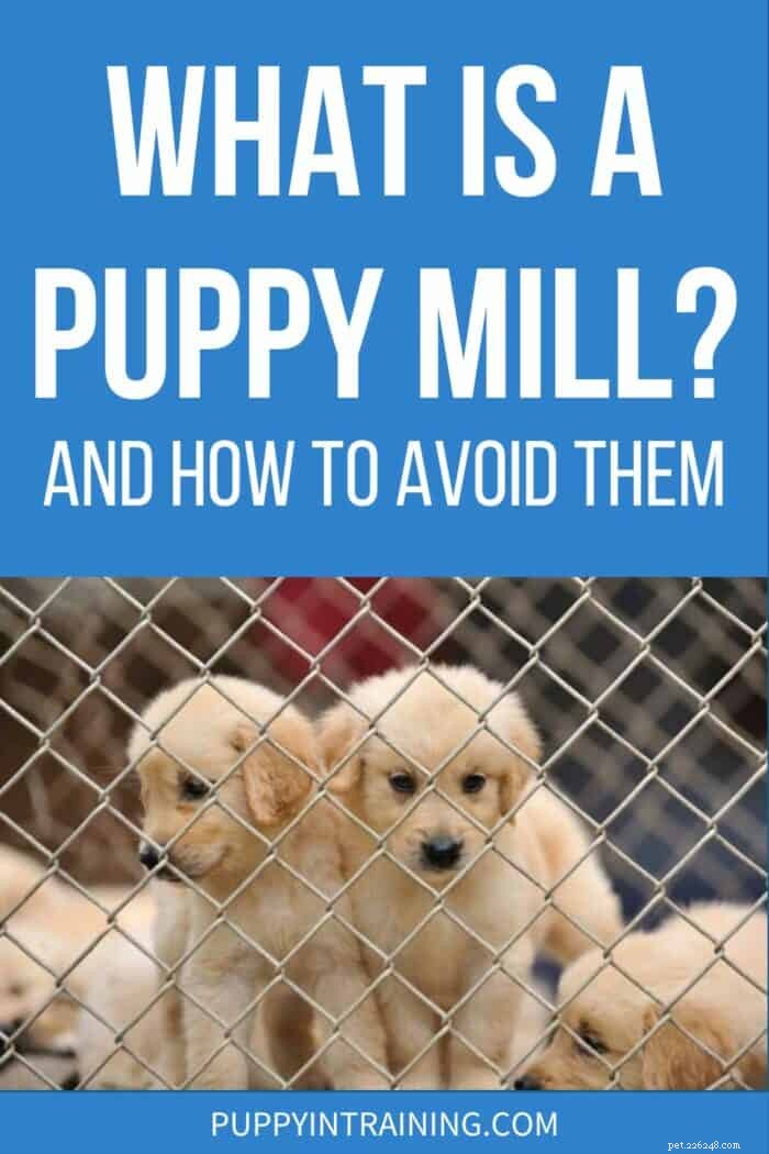 Understanding Puppy Mills: How to Spot and Avoid Them