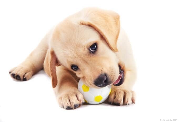 Expert Guide: Storing Your Puppy’s Kong Toy for Optimal Fun and Health