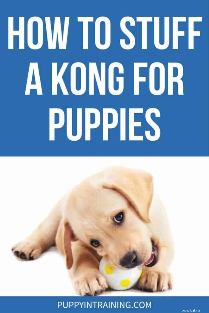 Expert Guide: Storing Your Puppy’s Kong Toy for Optimal Fun and Health