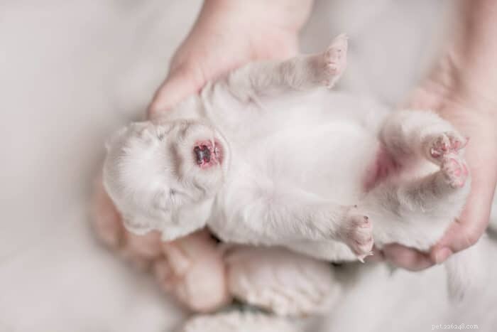 Identifying Early Signs of a Newborn Puppy’s Decline: A Caregiver’s Guide