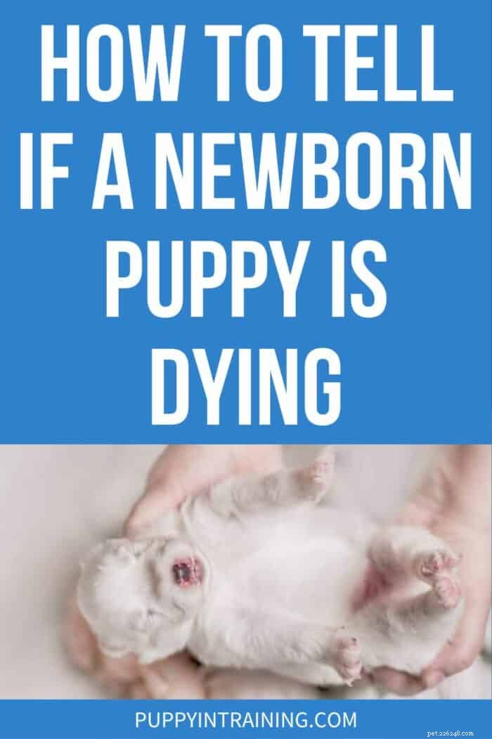 Identifying Early Signs of a Newborn Puppy’s Decline: A Caregiver’s Guide