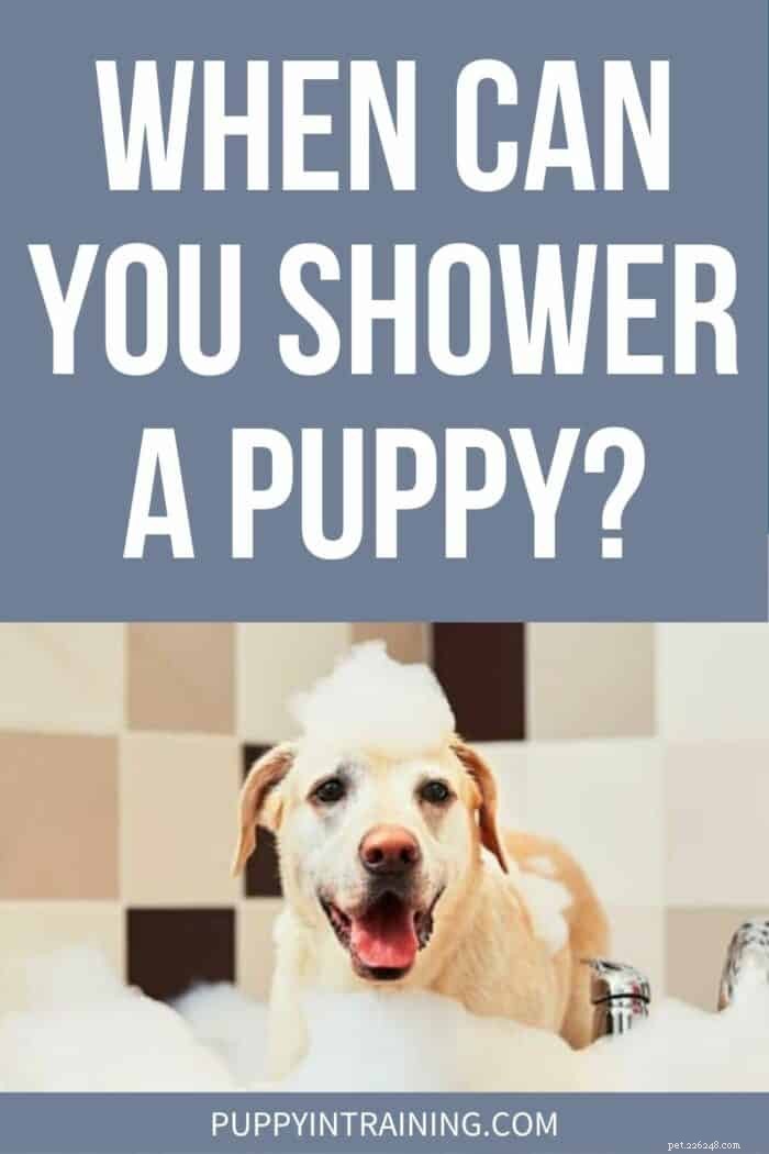 When Is It Safe to Shower a Puppy? Expert Guidelines