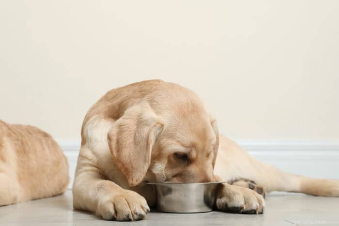Top 5 Puppy Milk Replacers: Safe, Nutritious Alternatives to Mother’s Milk