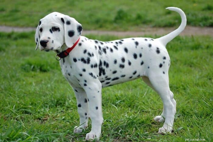 Top Black & White Dog Names to Inspire Your Choice