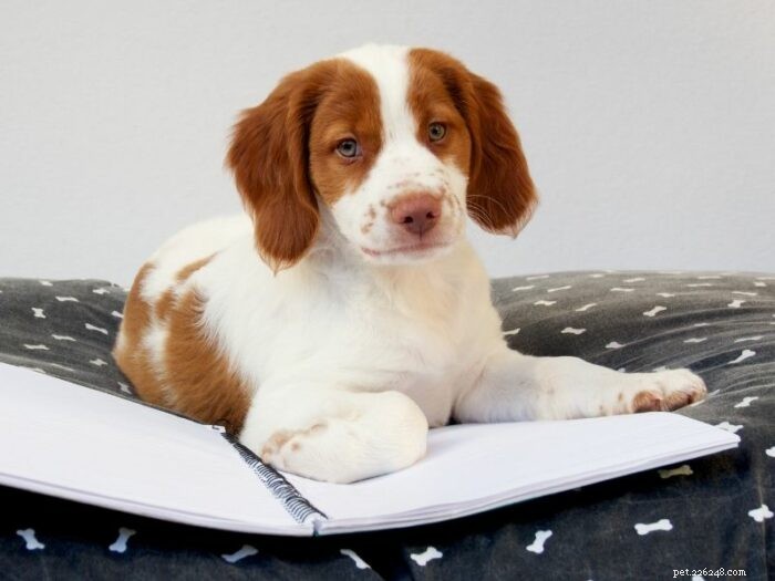 Puppy Kindergarten: The Key to Early Obedience Training