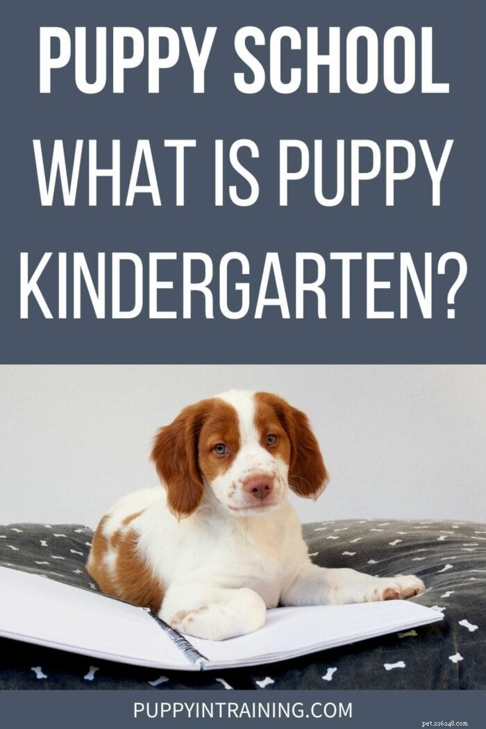 Puppy Kindergarten: The Key to Early Obedience Training