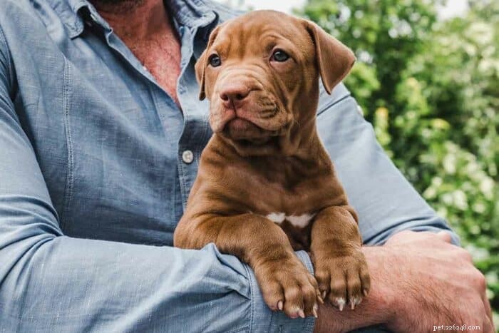 Top R Dog Names: Find the Perfect Fit for Your New Puppy