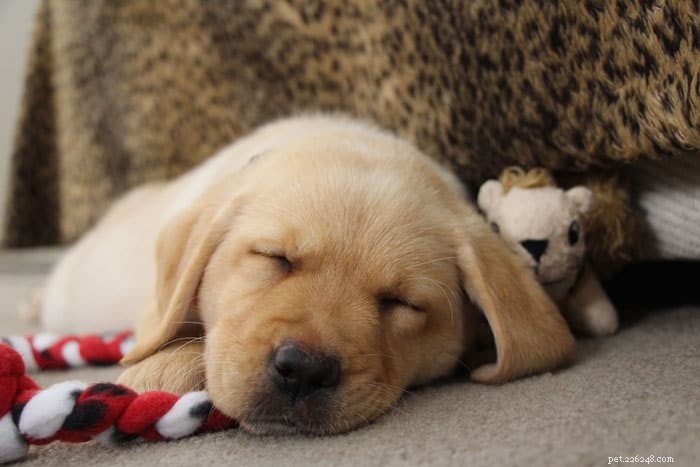 Top 8 Interactive Toys That Keep Your Puppy Mentally Engaged