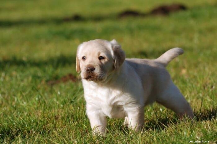 Potty Training a 4-Month-Old Puppy After Regression: Proven Strategies