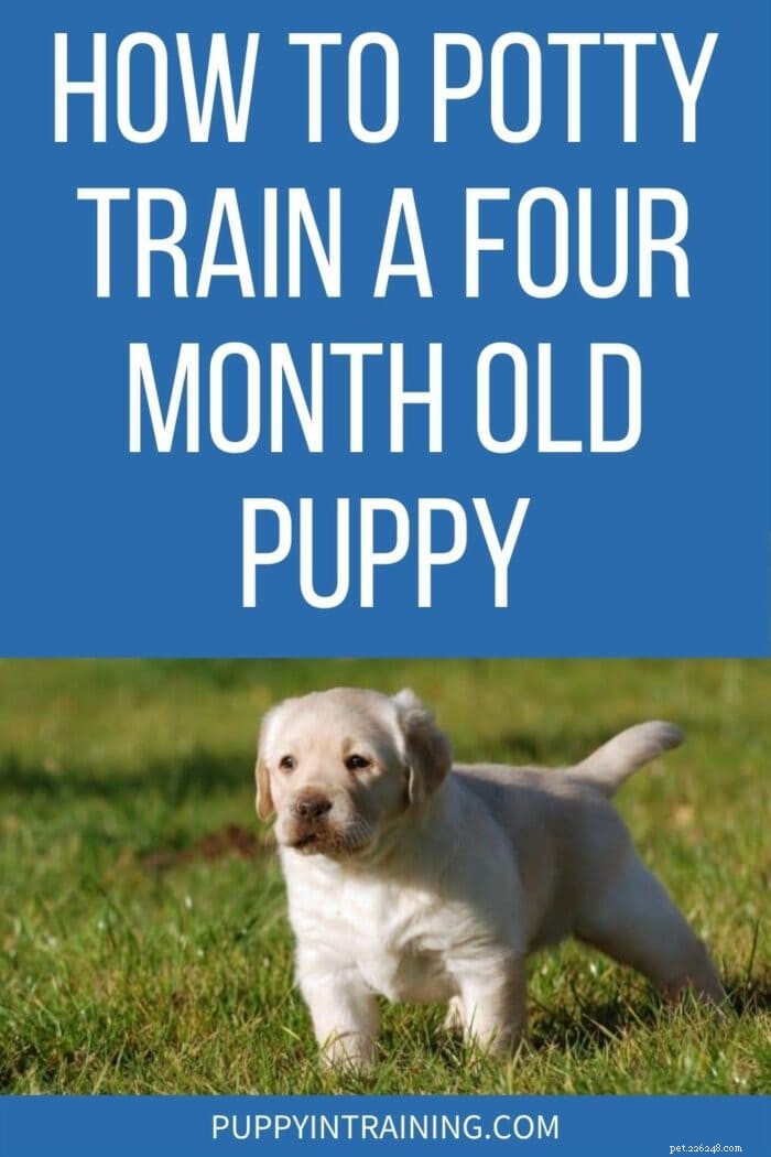 Potty Training a 4-Month-Old Puppy After Regression: Proven Strategies