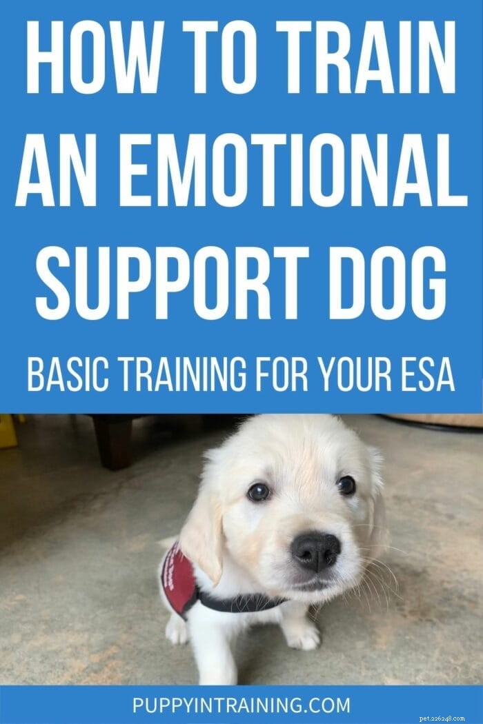 Mastering Emotional Support Dog Training: A Beginner’s Guide