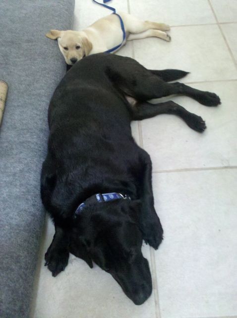 A Comprehensive Guide to Distinguishing American and English Labradors