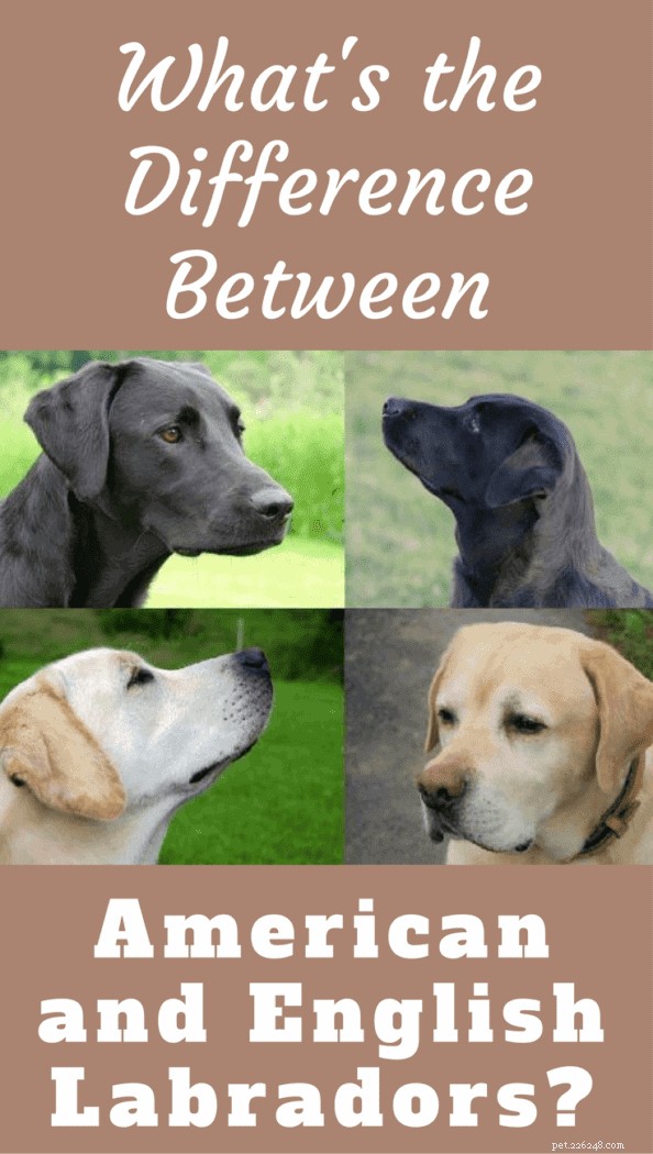 A Comprehensive Guide to Distinguishing American and English Labradors