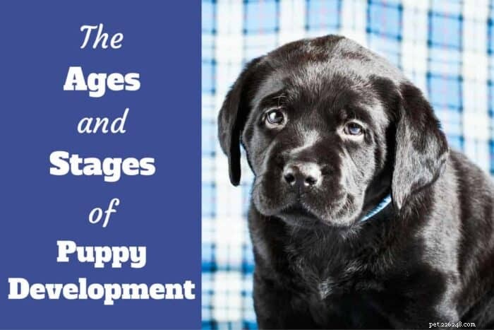 Complete Puppy Development Guide: Milestones & Week‑by‑Week Growth Timeline