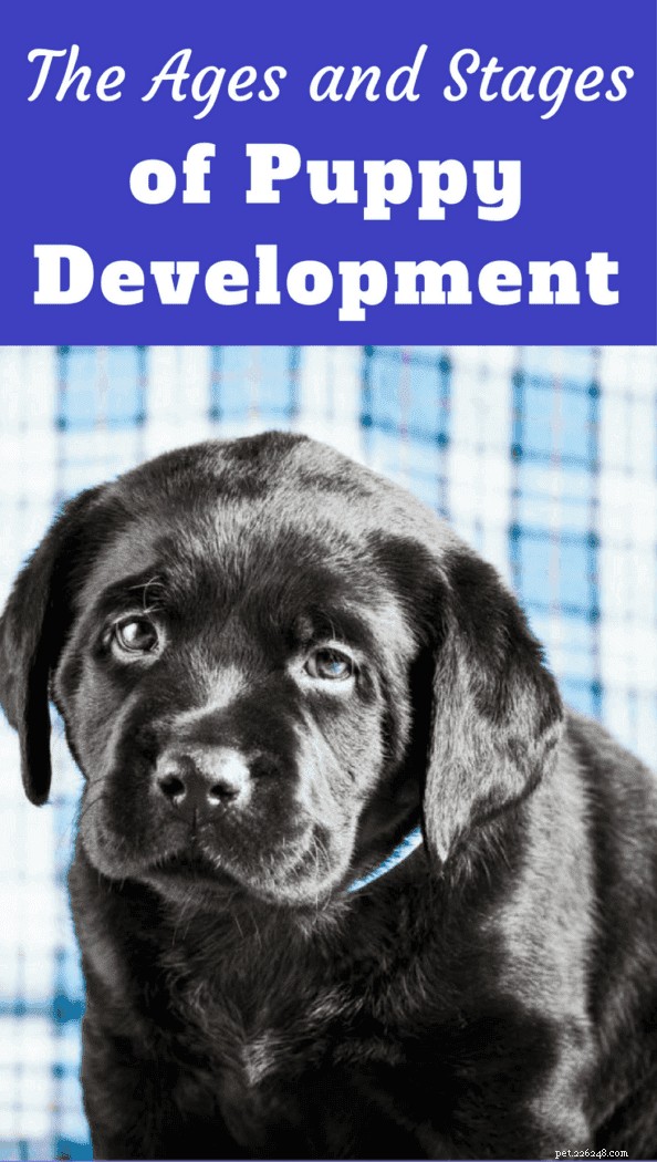 Complete Puppy Development Guide: Milestones & Week‑by‑Week Growth Timeline