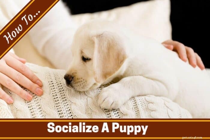 Raise a Confident, Happy Dog: Proven Puppy Socialization Techniques