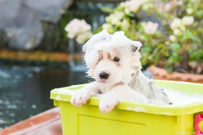 When to Bathe Your Puppy: A Proven Step‑by‑Step Guide