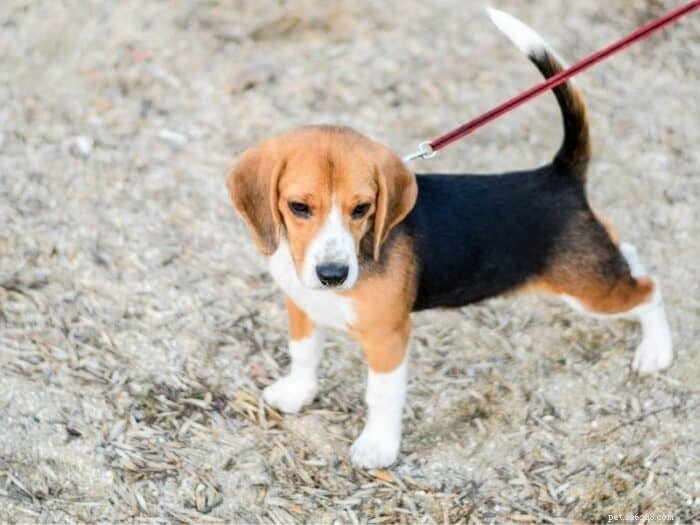 Teach Your Puppy to Walk Confidently on a Leash: A Step‑by‑Step Guide