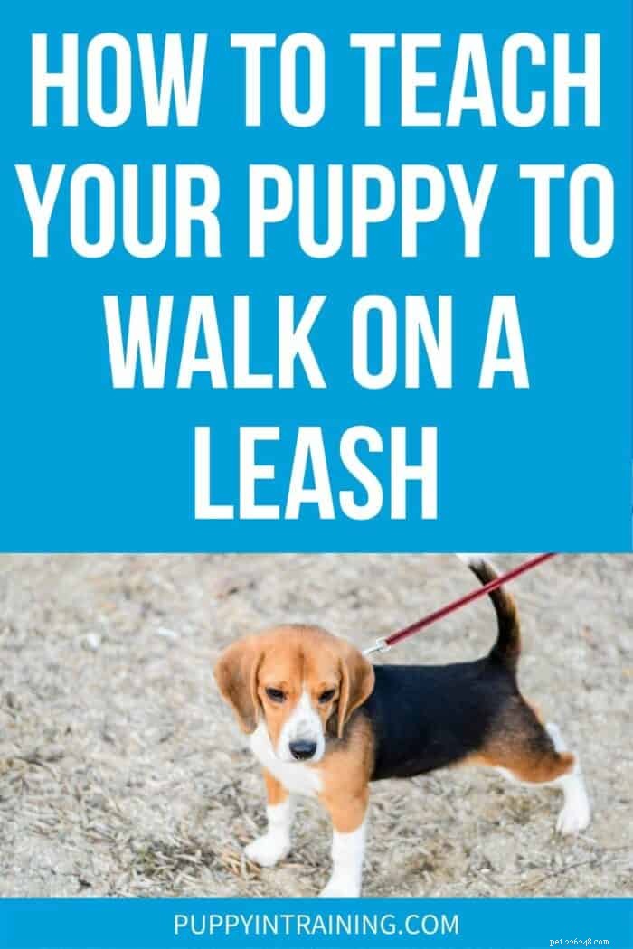 Teach Your Puppy to Walk Confidently on a Leash: A Step‑by‑Step Guide
