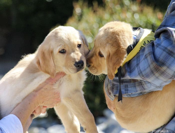 7 Expert Tips for Successfully Raising Sibling Puppies