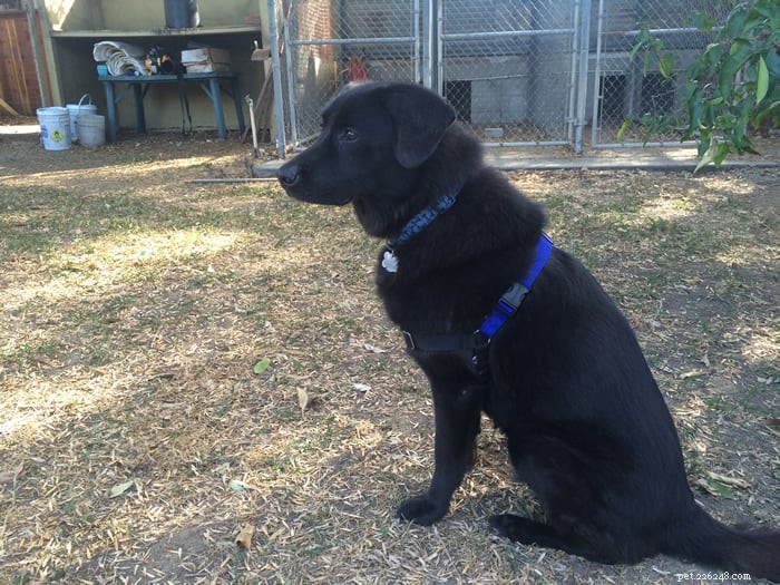 Stop Leash Pulling: Review of the Easy Walk Dog Harness – The Solution for Your Dog