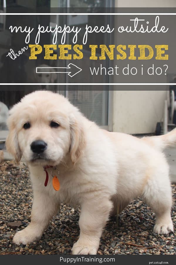 Stop Your Puppy From Peeing Inside After Going Outside: A Proven Training Guide