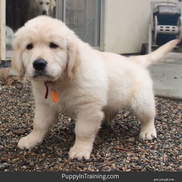 Stop Your Puppy From Peeing Inside After Going Outside: A Proven Training Guide