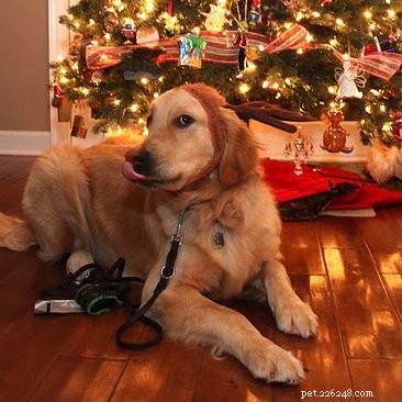 Elk Antlers for Dogs: Are They a Safe and Durable Chew Toy?