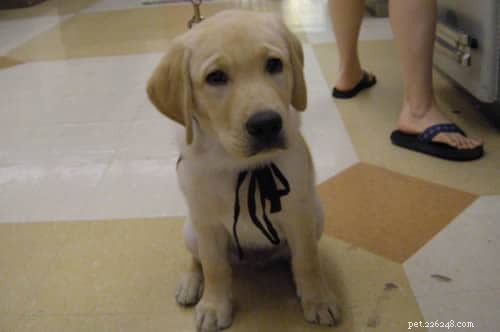 Top 5 Must‑Visit Dog Resources for Owners