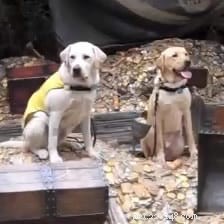 Puppy In Training TV – Episode 17: Exploring Disneyland with Our Guide Dog Pup