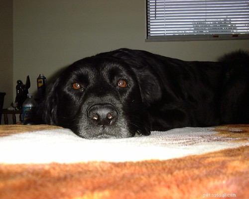 How to Prevent and Treat Car Sickness in Dogs: Quick Tips & Solutions