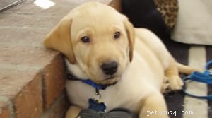 How Smart Is Your Dog? Proven Tests & Training Tips for Intelligent Breeds
