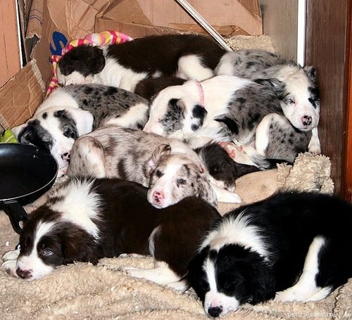 Meet the Sprollies: Adorable Puppy Photos from PuppyParade