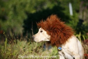 DIY Dog Costume: Create a Stunning Halloween Outfit for Your Furry Friend