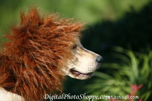 DIY Dog Costume: Create a Stunning Halloween Outfit for Your Furry Friend