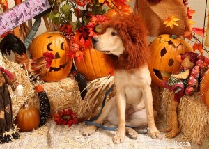 DIY Dog Costume: Create a Stunning Halloween Outfit for Your Furry Friend