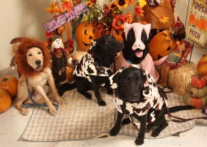 DIY Dog Costume: Create a Stunning Halloween Outfit for Your Furry Friend