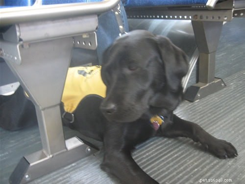 Spotting Dogs on Buses: Service Animal Rules & Tips for Dog Owners