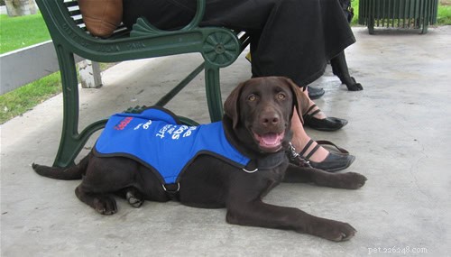 Spotting Dogs on Buses: Service Animal Rules & Tips for Dog Owners
