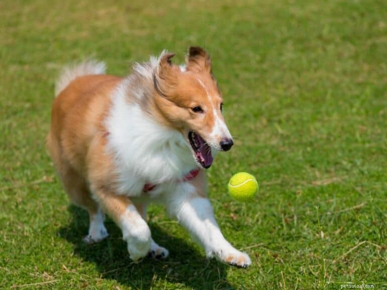 Beyond Treats: Alternative Rewards for Effective Dog Training