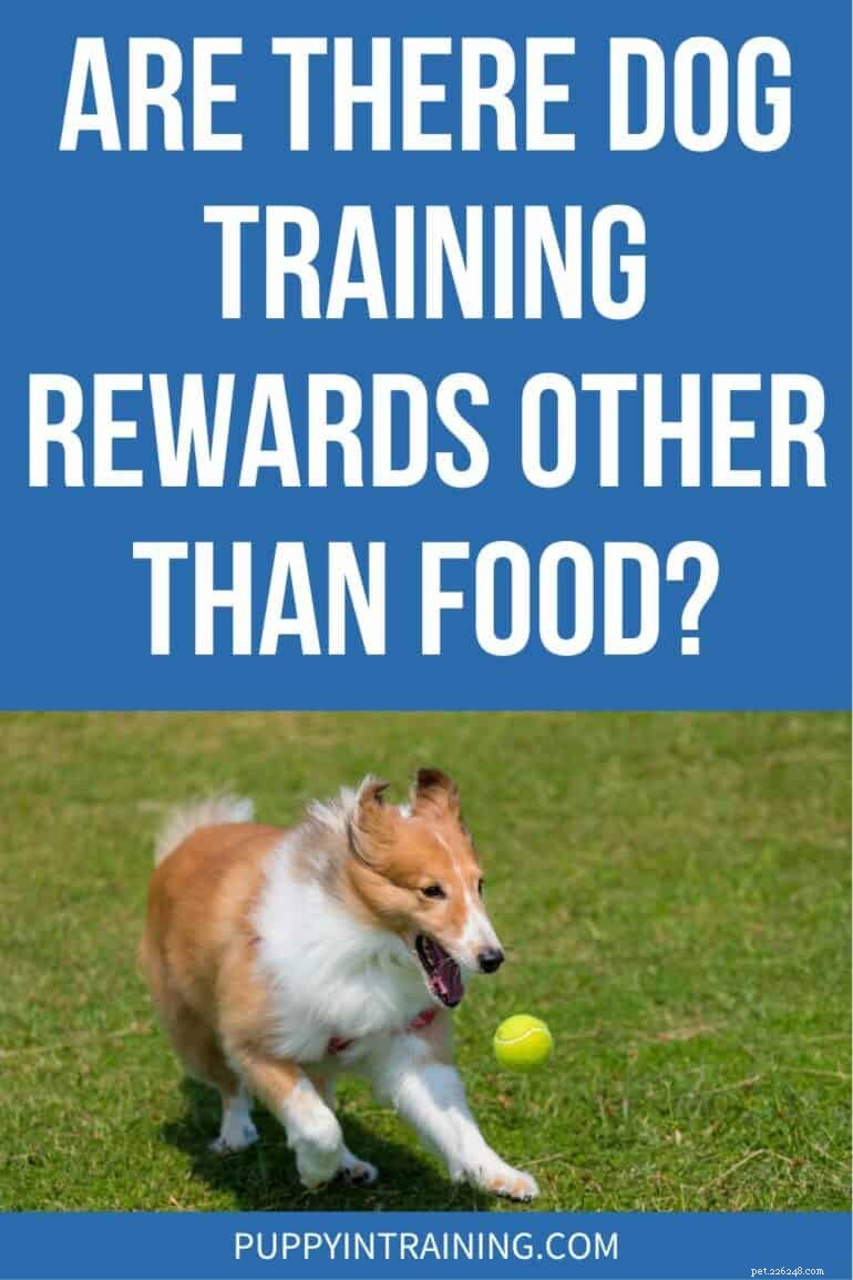 Beyond Treats: Alternative Rewards for Effective Dog Training