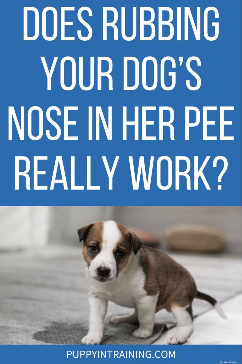 Does Rubbing Your Dog’s Nose in Its Urine Actually Work? Separating Fact from Fiction